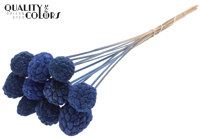 Atta Fruit on stem Bleached Blue