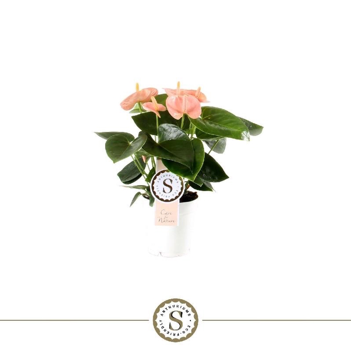 <h4>Anthurium Andreanum Spirit Rosa</h4>