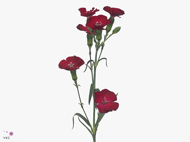 <h4>Di Solomio Edo</h4>