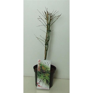 Acer palmatum 'Emerald Lace' P19