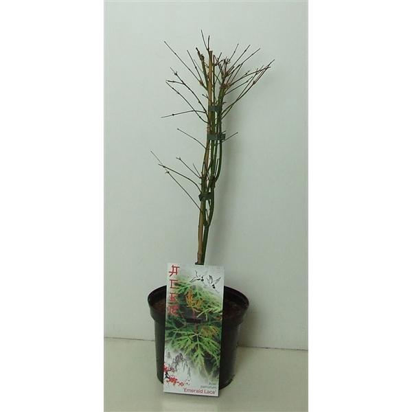 <h4>Acer palmatum 'Emerald Lace' P19</h4>