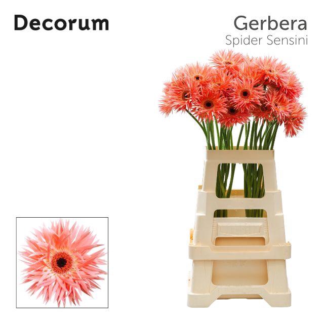 <h4>Gerbera Spider Sensini Water x40 Lang</h4>