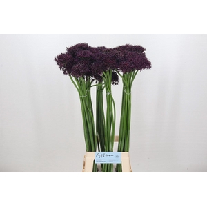 Allium Atropurpureum