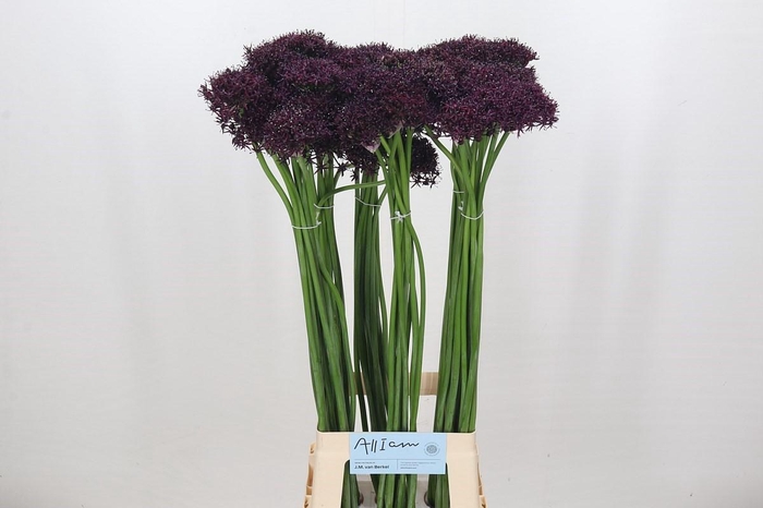 <h4>Allium Atropurpureum</h4>