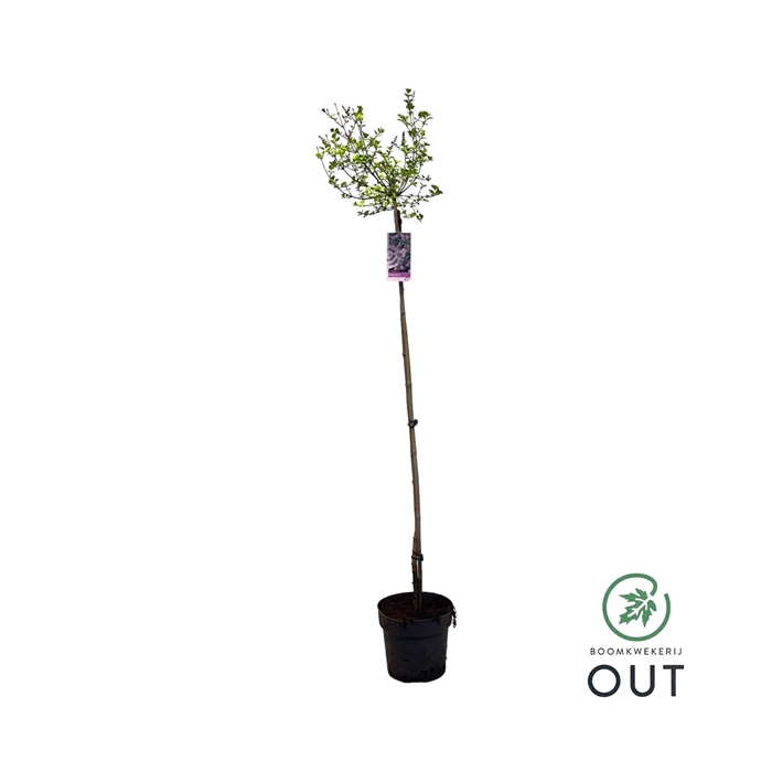 <h4>Syringa mey. Palibin 120cm stam 2jarige kroon C7,5</h4>