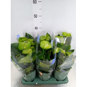 Anthurium andr. 'Smaragd'