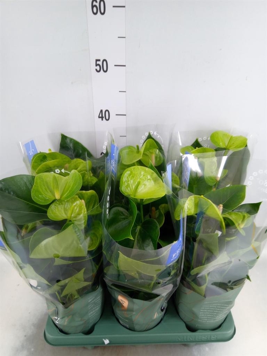 <h4>Anthurium andr. 'Smaragd'</h4>