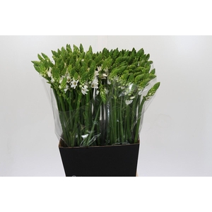 Ornithogalum Thyrsoides