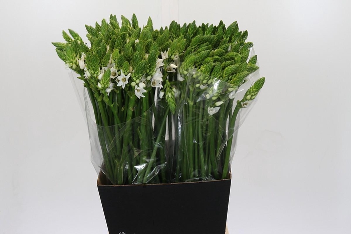 <h4>Ornithogalum Thyrsoides</h4>