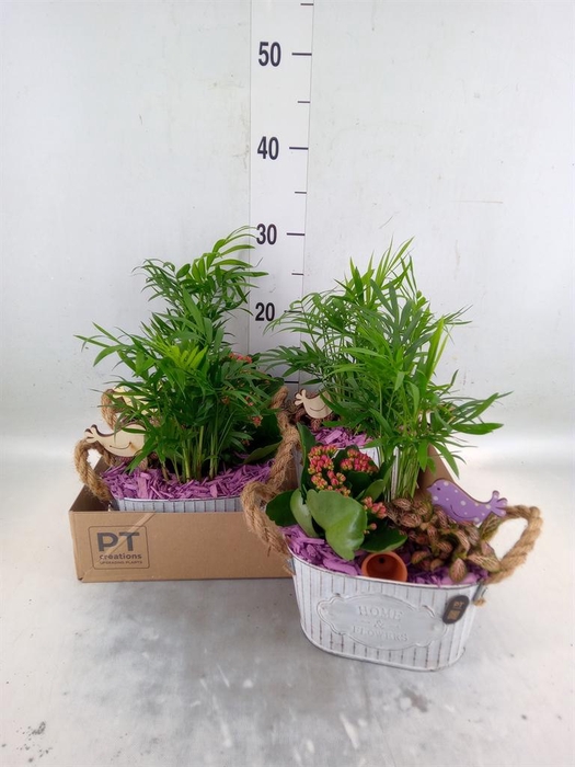 <h4>Arr.    Planten  L%</h4>