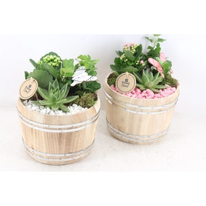 arr2 PL - Hout ton 285/6 - roze/wit
