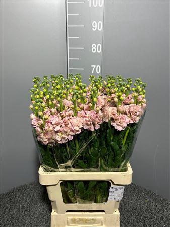 <h4>Matth Iron Apricot</h4>