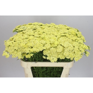 Achillea Vanilla Dream