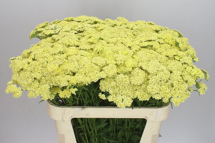 <h4>Achillea Vanilla Dream</h4>