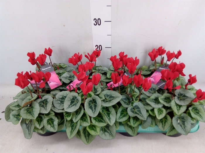 <h4>Cyclamen KL 'Picasso'</h4>