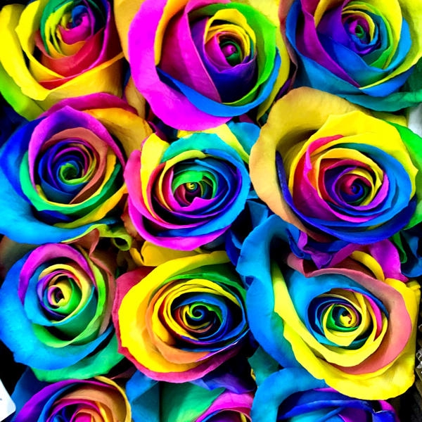 <h4>R GR RAINBOW</h4>