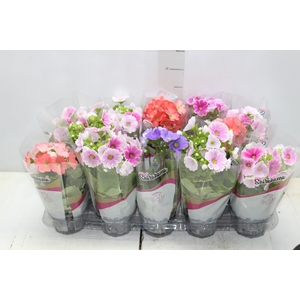 PRIMULA P11