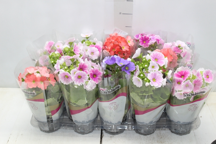 <h4>PRIMULA P11</h4>