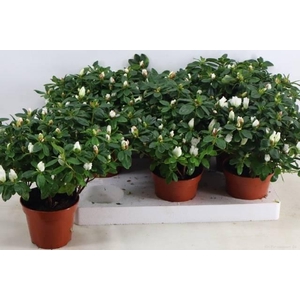 RHODO SI WITTE VOGEL