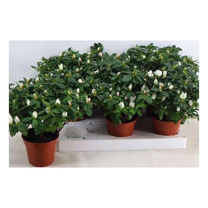 <h4>RHODO SI WITTE VOGEL</h4>