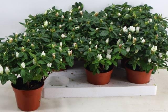 <h4>RHODO SI WITTE VOGEL</h4>