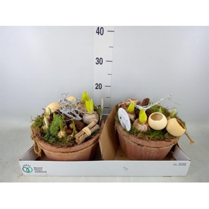 Arr.   Bol/Knolgewas L%