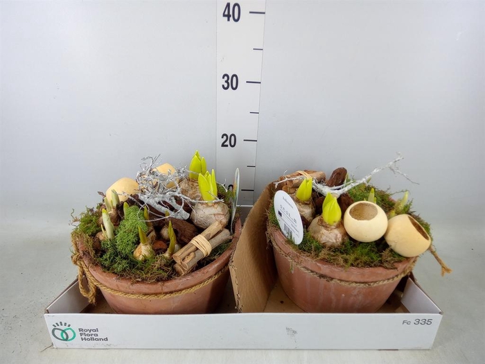 <h4>Arr.   Bol/Knolgewas L%</h4>