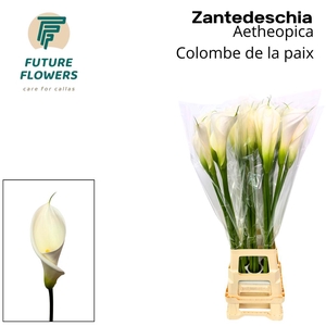 ZANT AE COLOMBE PAIX