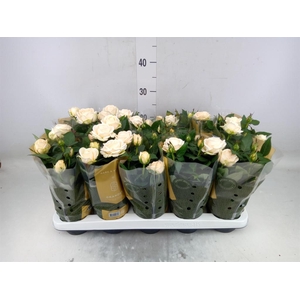 Rosa  'Belami Kordana'