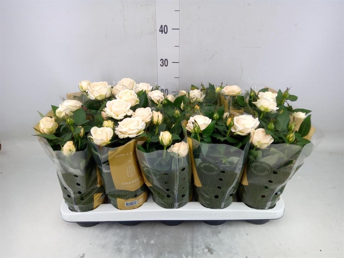 <h4>Rosa  'Belami Kordana'</h4>