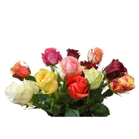 <h4>Rosa ec mix rainbow (mixbunch)</h4>