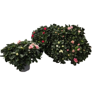 RHODO SI GEM