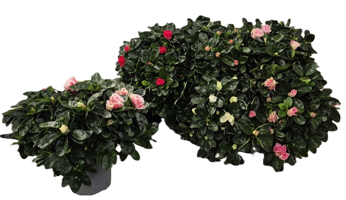 <h4>RHODO SI GEM</h4>