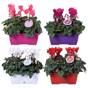 Cyclamen persicum midi Super Serie Allure