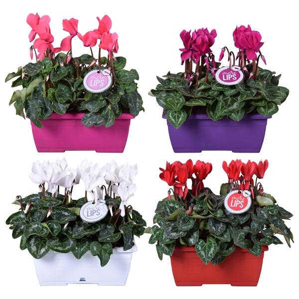 <h4>Cyclamen persicum midi Super Serie Allure</h4>