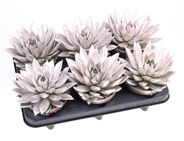 <h4>ECHEVERIA CHAMPAGNE P12 + GLITTER</h4>