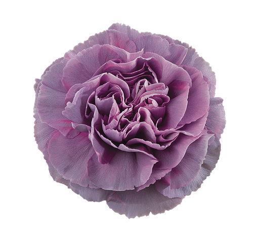 <h4>DI ST HYPNOSIS</h4>