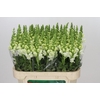 Antirrhinum Potomac Ivory White