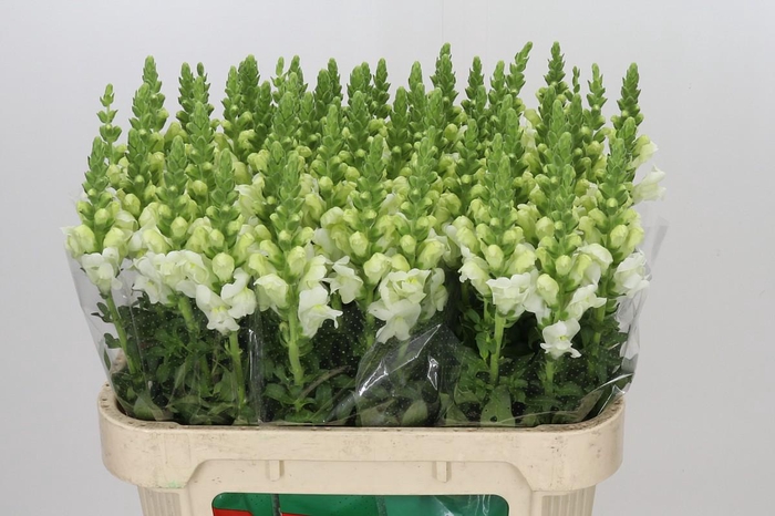 <h4>Antirrhinum Potomac Ivory White</h4>