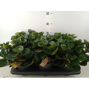 Peperomia obt. 'Burning Bush'