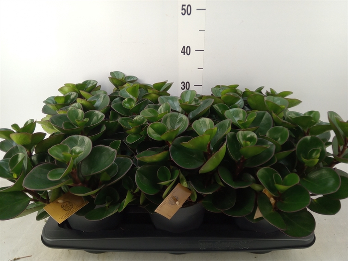 <h4>Peperomia obt. 'Burning Bush'</h4>