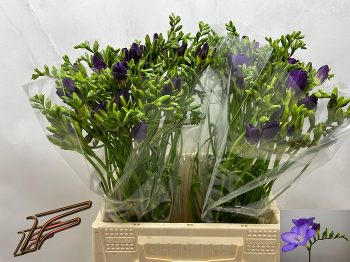 <h4>FR EN MERCURIUS</h4>