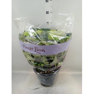 Hydrangea mac. 'Magical Amethyst'