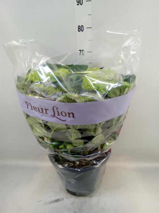 <h4>Hydrangea mac. 'Magical Amethyst'</h4>