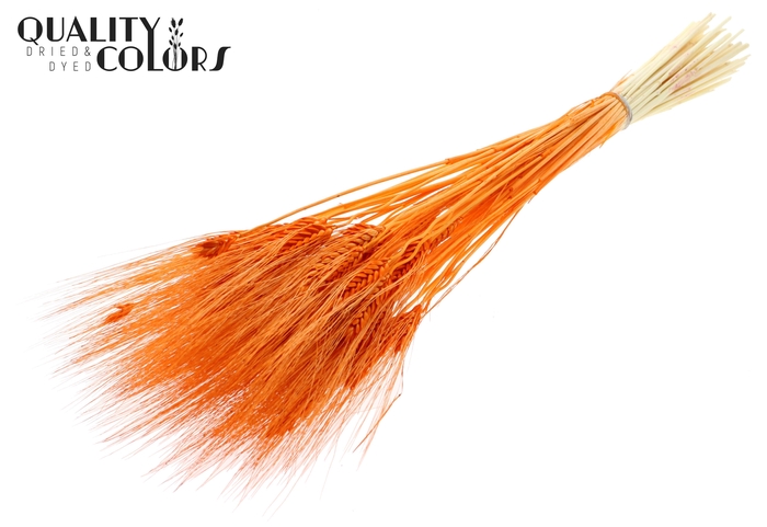 Triticum Beard per bunch Bleached Orange
