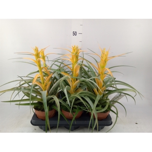 Tillandsia