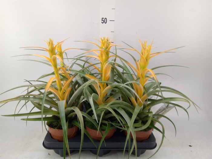 <h4>Tillandsia</h4>