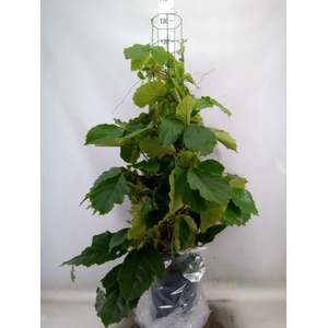 Tetrastigma voinierianum