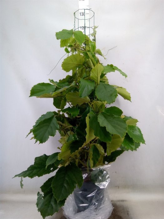 <h4>Tetrastigma voinierianum</h4>