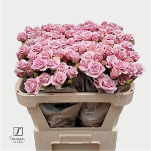 Rosa TR 'Leila'